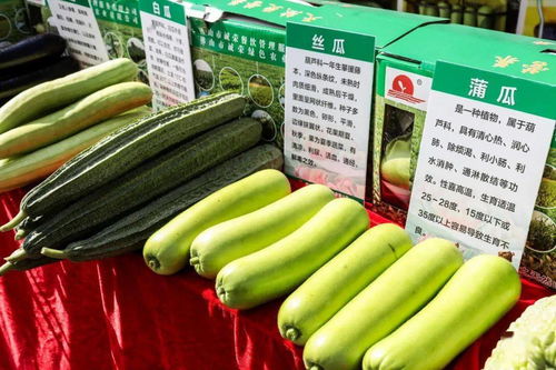 秋分時節慶豐收，佛山人的田園歡歌